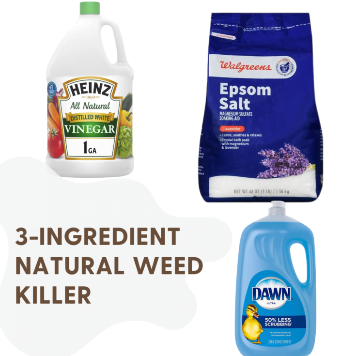 Easy Homemade Weed Killer with No Harsh Chemicals